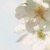 Flores de cerezo