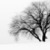 Árbol en paisaje invernal